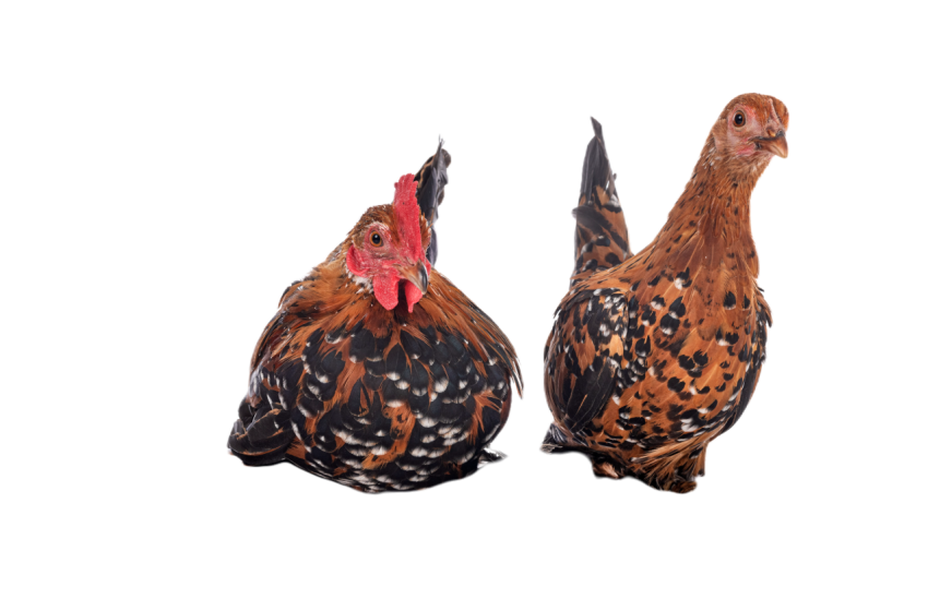 Booted bantam in studio 2024 12 06 05 01 12 utc