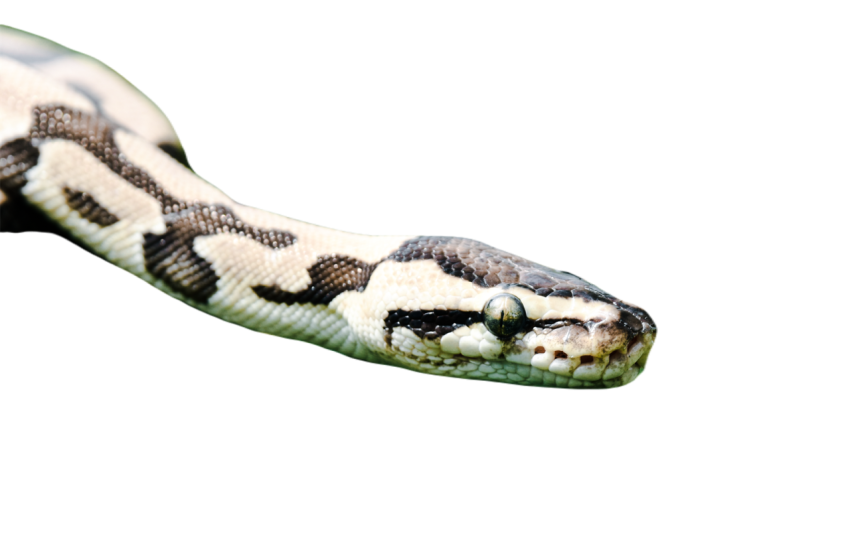 Snake png file free download (frefile com) 40