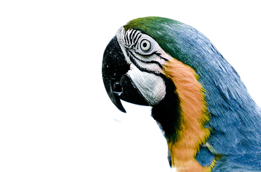 Parrots in the world png file 264