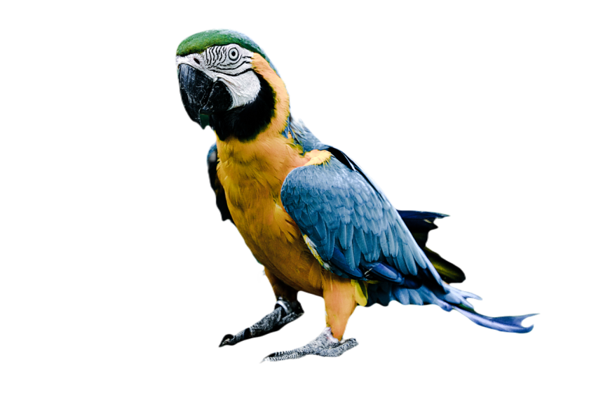 Parrots in the world png file 266
