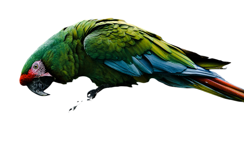 Parrots in the world png file 277
