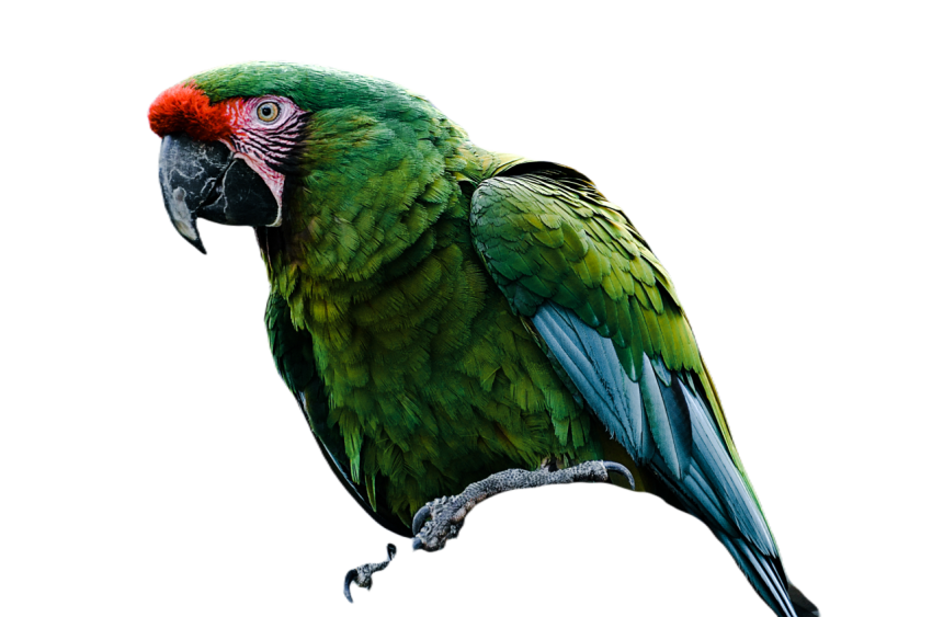 Parrots in the world png file 340