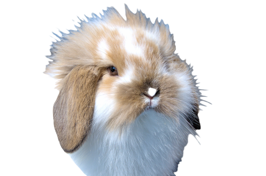 Flemish lop rabbit 1104748