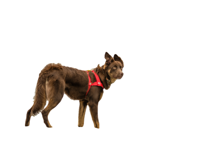 Closeup shot of a brown dog standing on top of the 2023 11 27 05 06 37 utc