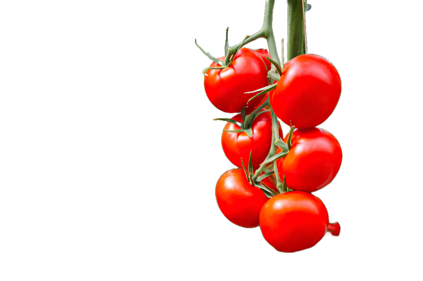 Vegetables png file free download (frefile com) 138