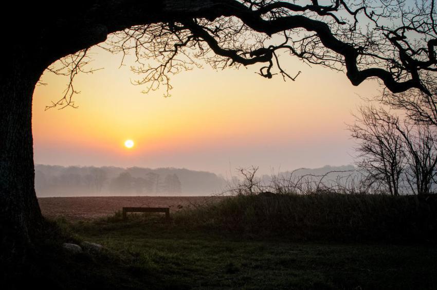 A bench sits beneath a tree in the sun setting in 2023 11 27 04 51 24 utc