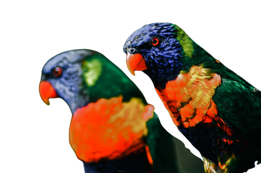 Parrots in the world png file 308
