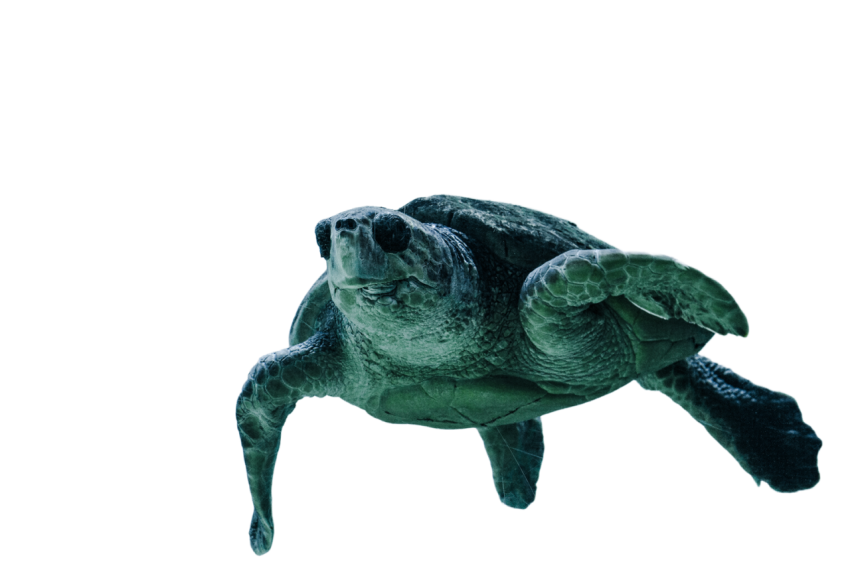 Turtle png file, free download