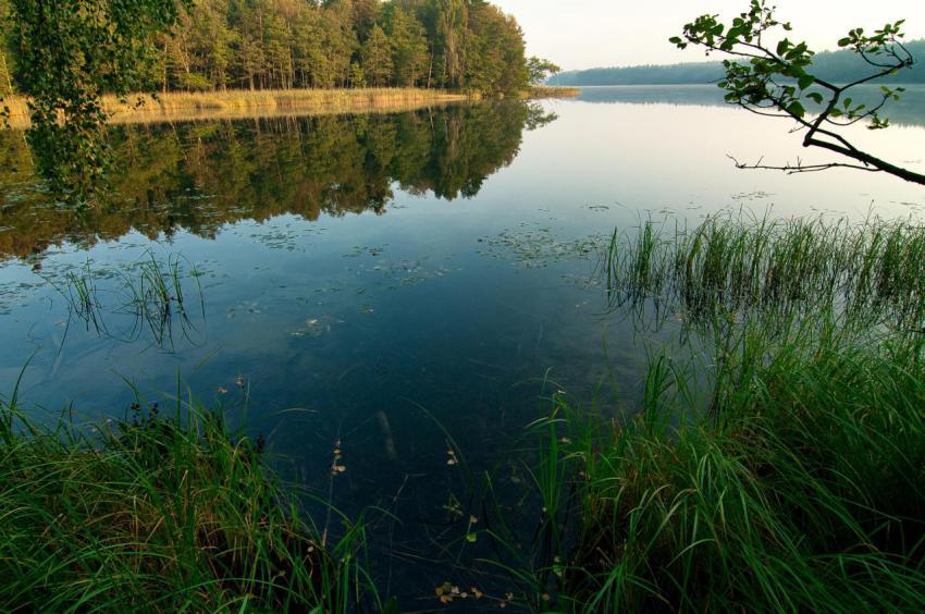 Landscape with a forest lake in summer 2024 11 27 05 09 13 utc