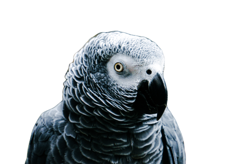 Parrots in the world png file 15