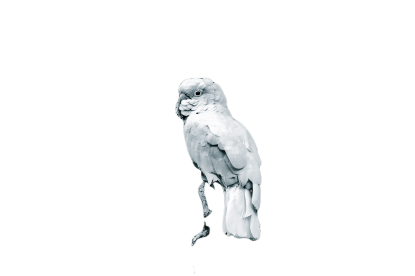 Parrots in the world png file 35