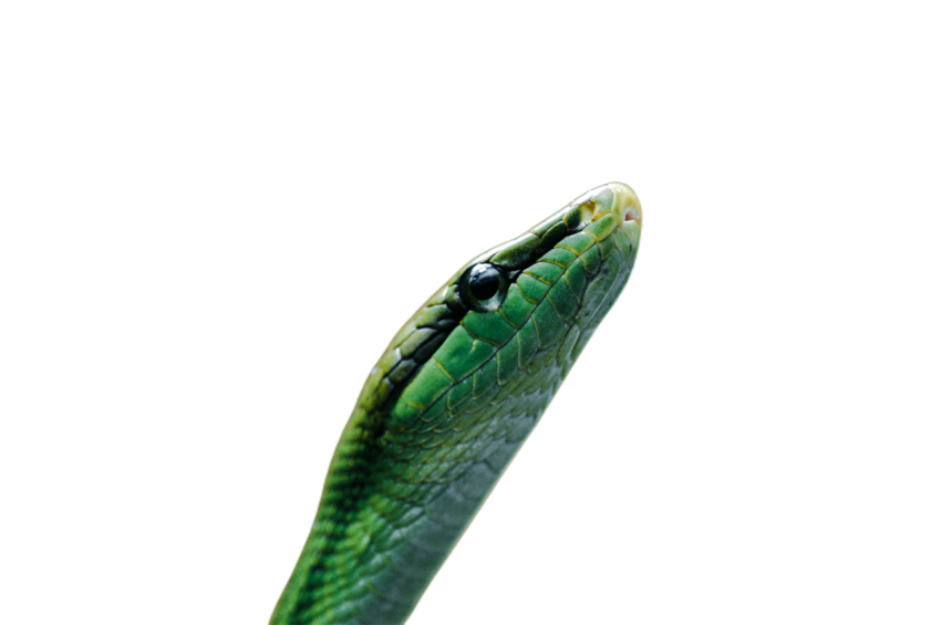 Snake png file free download (frefile com) 29