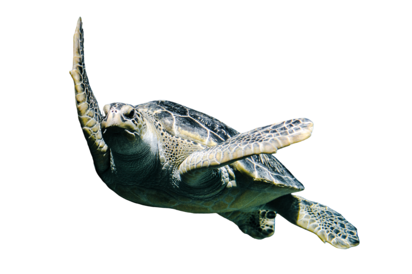 Turtle png file, free download 33