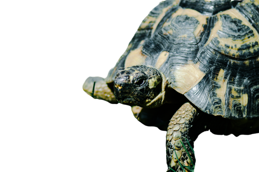 Turtle png file, free download 37