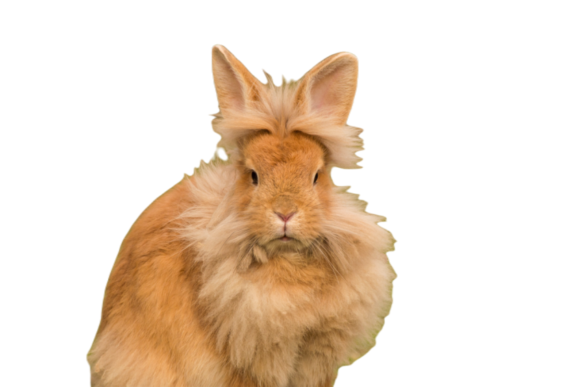 Rabbit 2218452