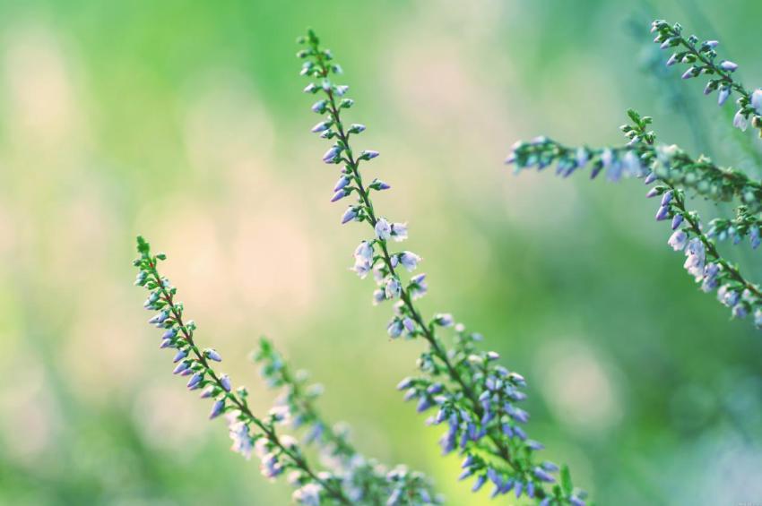 Landscape, natural, background, free download (71)