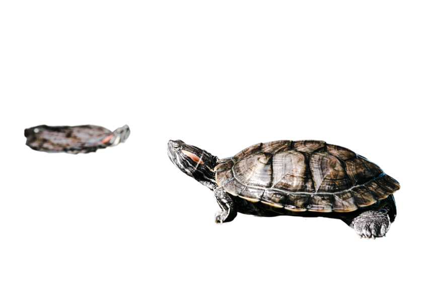 Turtle png file, free download 47