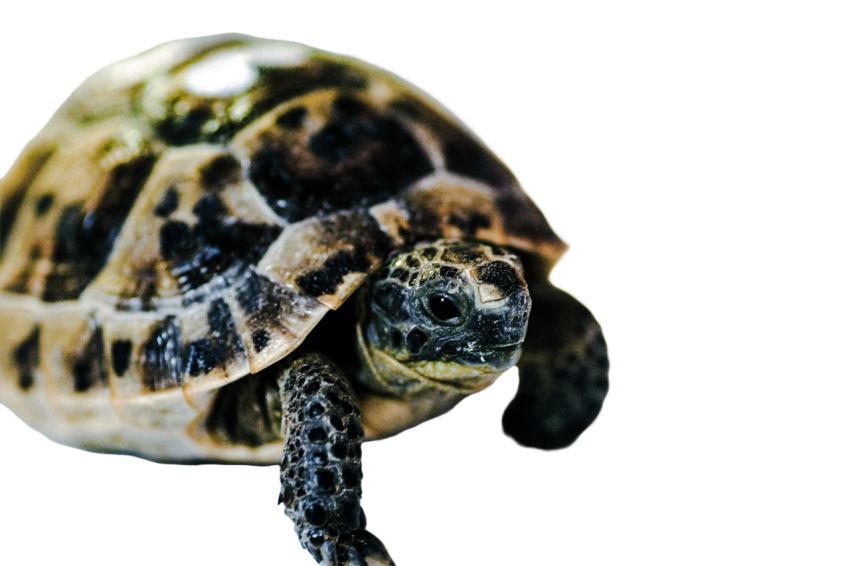 Turtle png file, free download 54