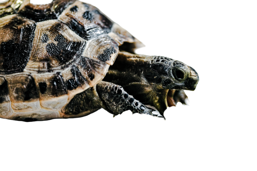 Turtle png file, free download 55
