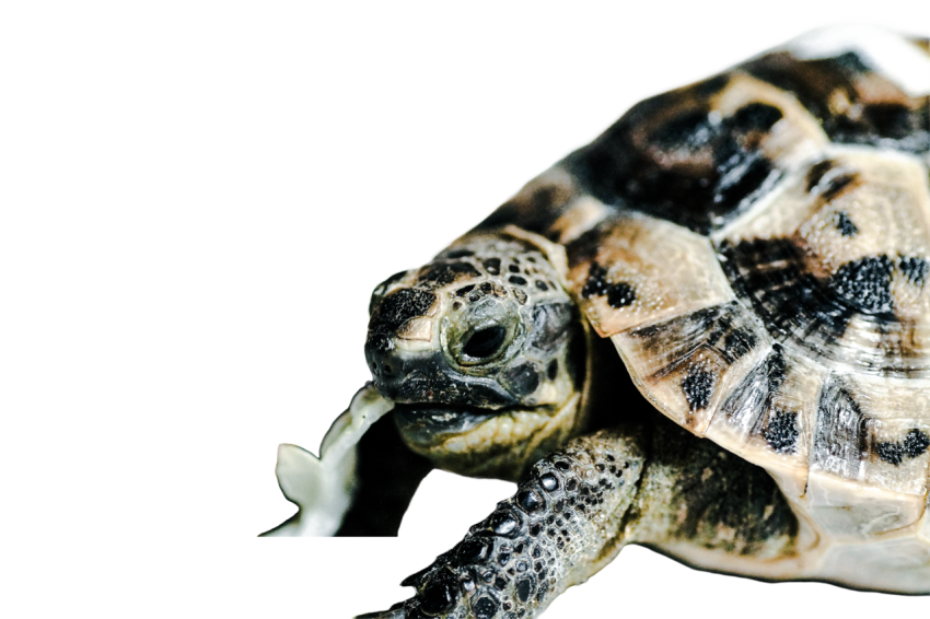 Turtle png file, free download 56