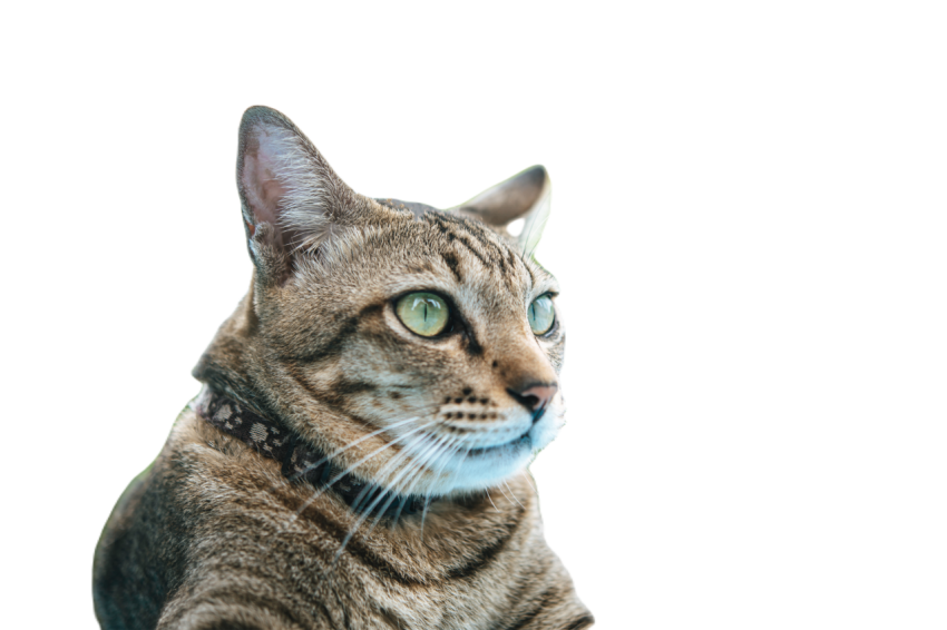 Focus on the eyes of the tabby on the blue cement 2023 11 27 05 37 21 utc