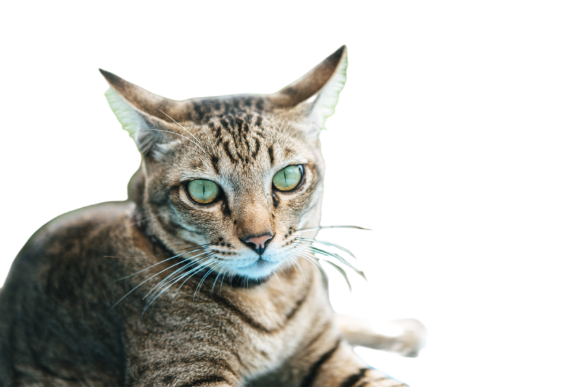Focus on the eyes of the tabby on the blue cement 2023 11 27 05 09 54 utc