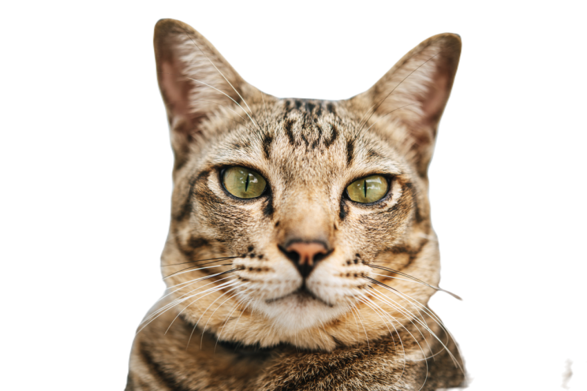 Focus closely on the tabby eyes 2023 11 27 05 32 12 utc