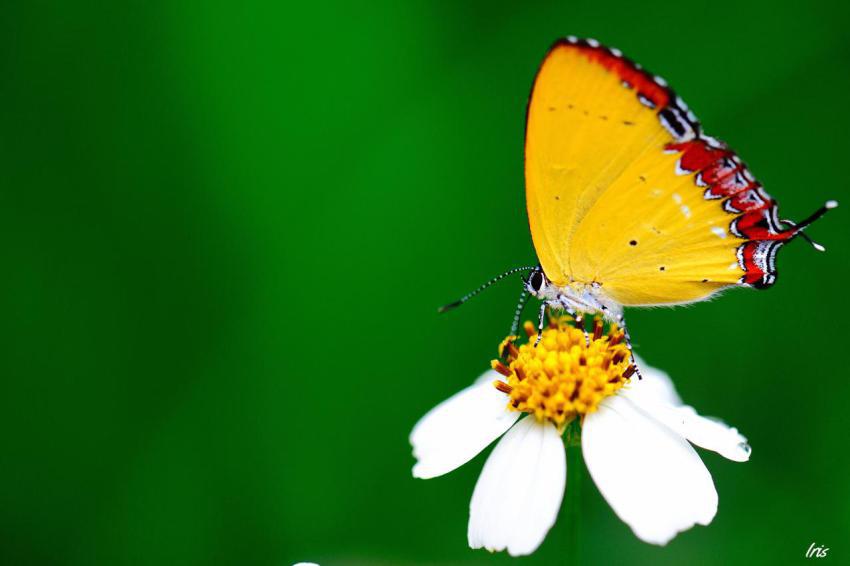 Walpaper, photo, background free download (88)