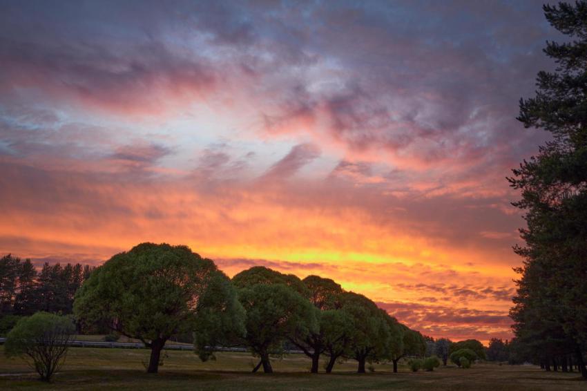 Trees at sunset 2023 11 27 05 08 07 utc