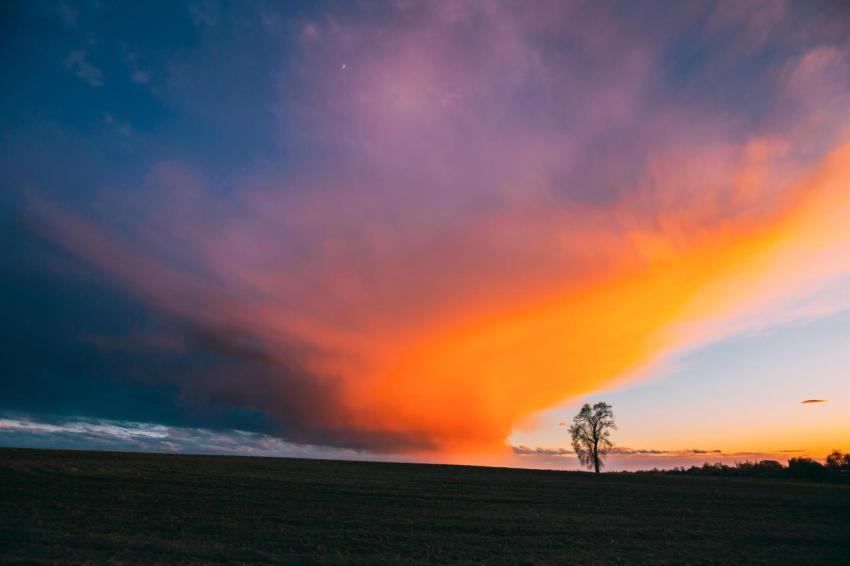 Time lapse time lapse timelapse of lonely tree gro 2023 11 27 05 11 38 utc