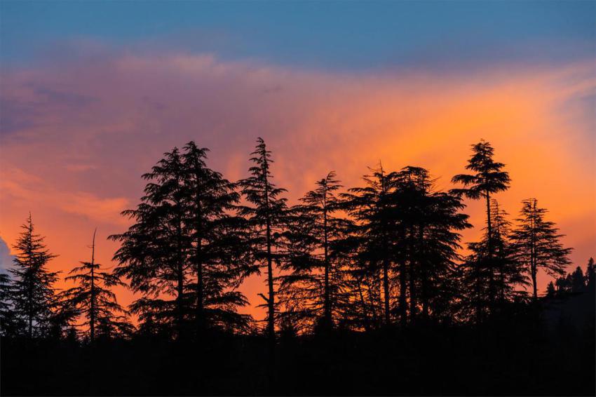 Silhouettes of trees on sunset 2024 10 18 07 42 16 utc