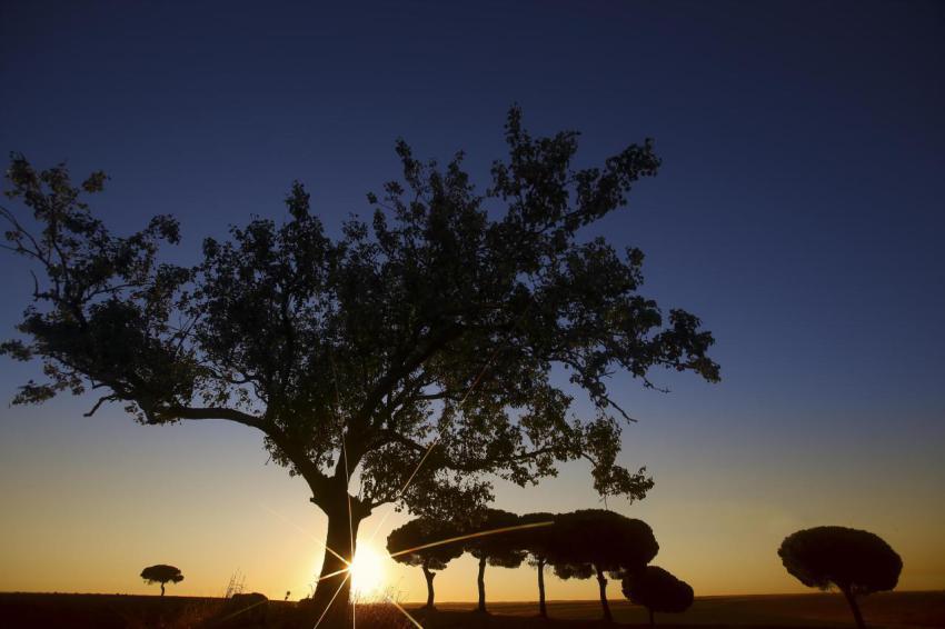 Silhouette of trees in sunset valley 2023 11 27 05 12 26 utc