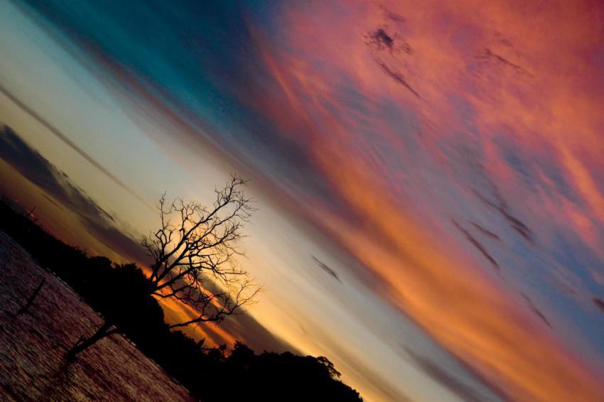 Silhouette of tree at sunset on the beach 2024 02 27 00 27 51 utc