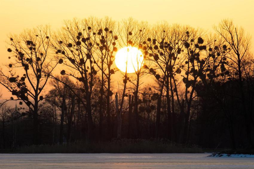 Bright yellow setting sun behind black bate trees 2024 12 06 01 16 41 utc
