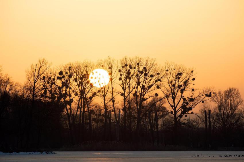 Bright yellow setting sun behind black bate trees 2024 12 06 00 48 36 utc