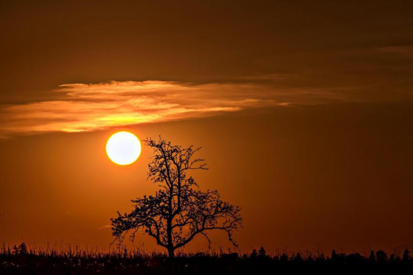 A dryer tree in the sunset 2023 11 27 05 31 10 utc