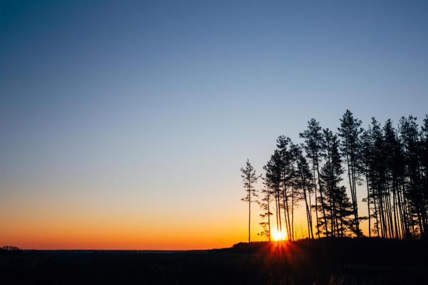 Sunset sunrise in pine forest bright colorful dr 2023 11 27 05 30 10 utc