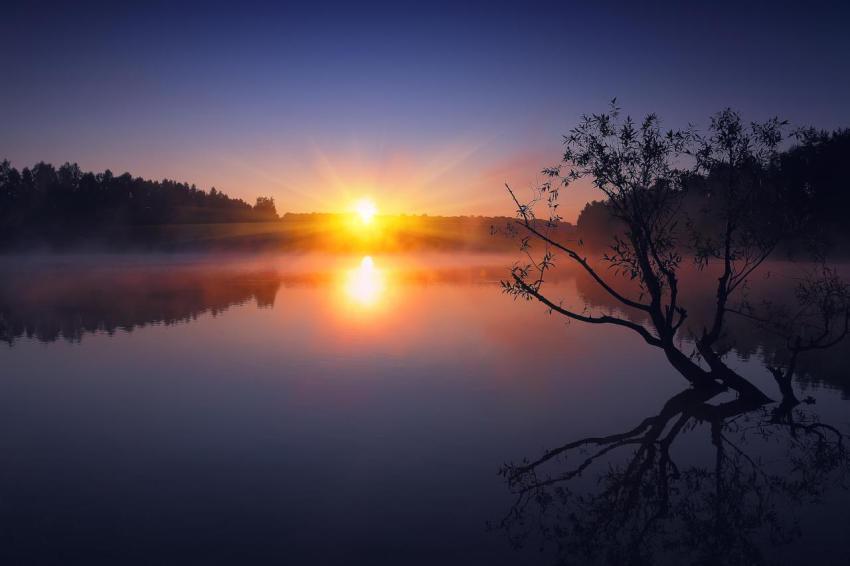 Lonely tree growing in a pond at sunrise 2023 11 27 05 22 53 utc (2)