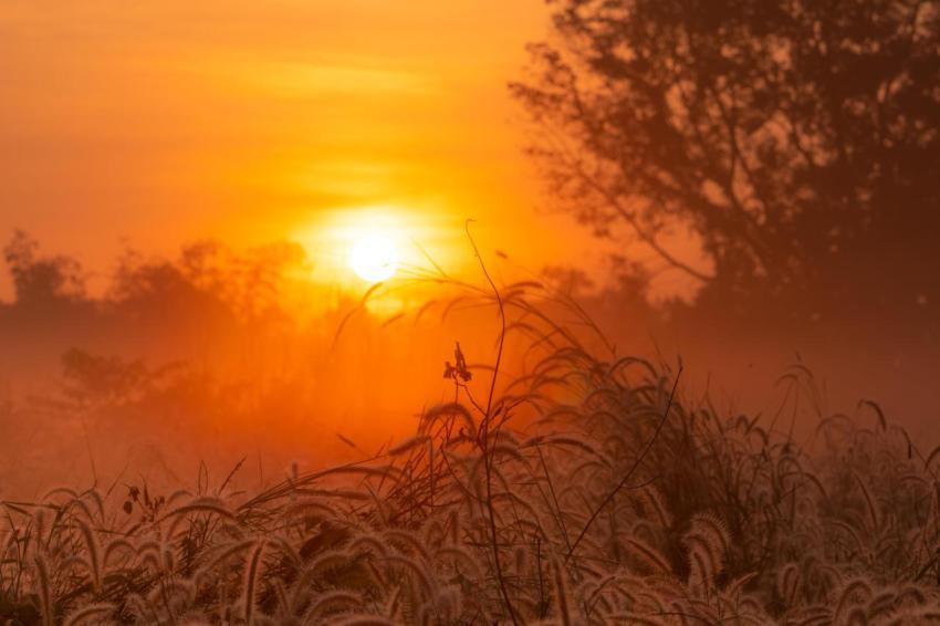 Grass flower in the morning at sunrise with golden 2024 08 15 01 41 53 utc