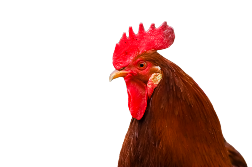 A red rooster walks around the yard where the chic 2023 12 22 19 05 06 utc