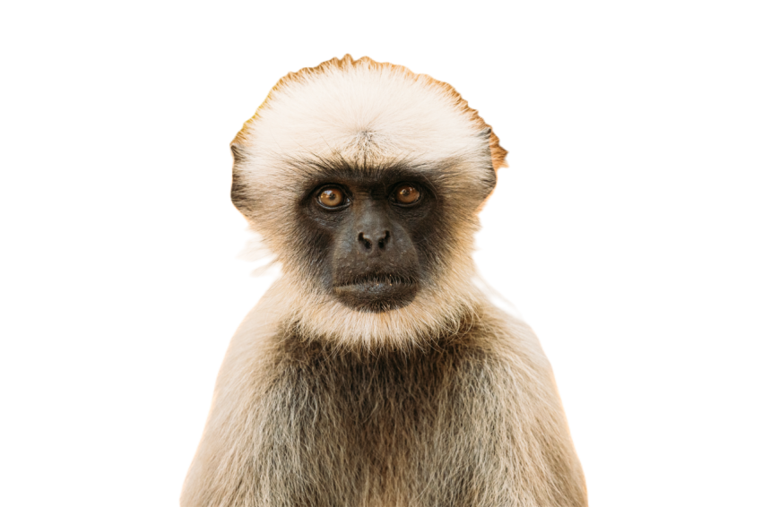 Goa india gray langur monkey close portrait 2023 11 27 05 02 18 utc