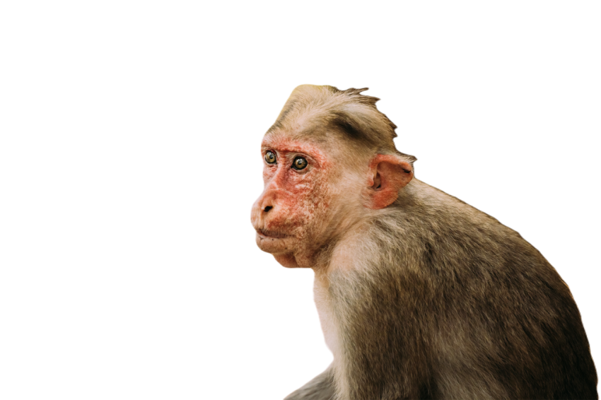 Goa india old bonnet macaque monkey macaca rad 2023 11 27 05 07 06 utc