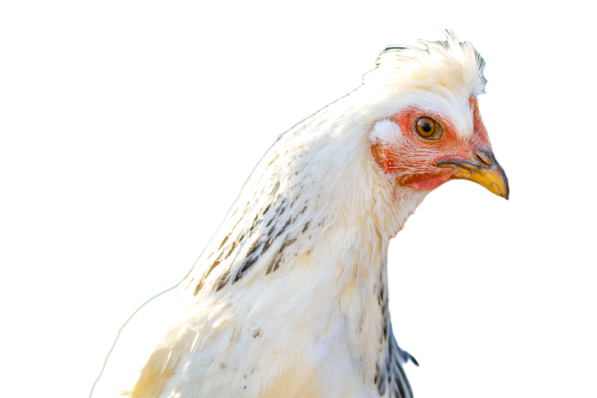 Hens feed on traditional rural barnyard detail of 2024 12 07 00 59 17 utc