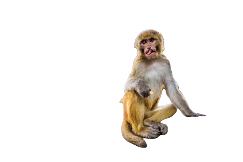 Monkeys in pashupatinath temple 2024 06 11 04 04 44 utc