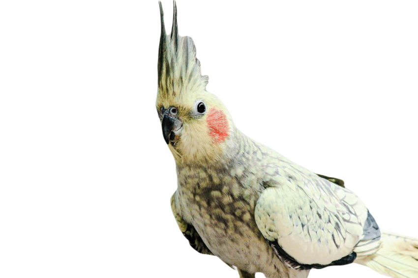 Parrots in the world png file 9