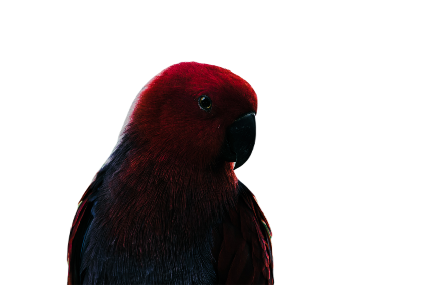 Parrots in the world png file 101