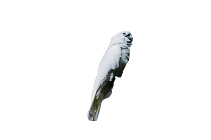 Parrots in the world png file 165