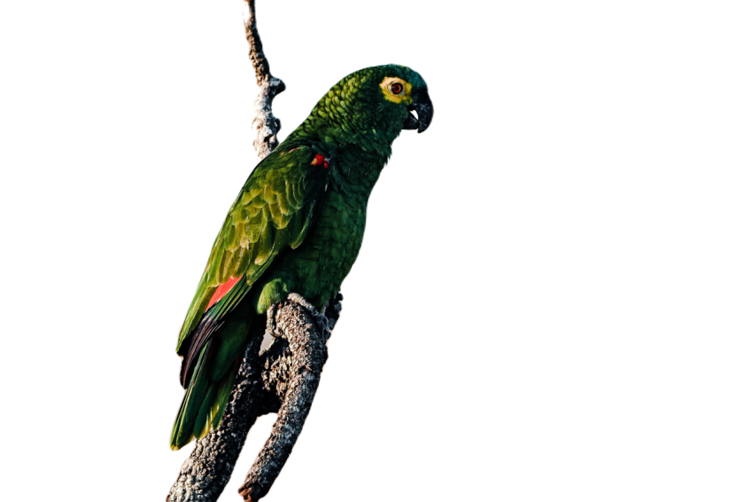 Parrots in the world png file 228