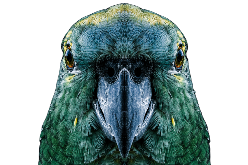 Parrots in the world png file 238