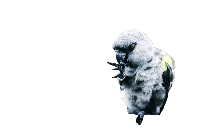 Parrots in the world png file 249